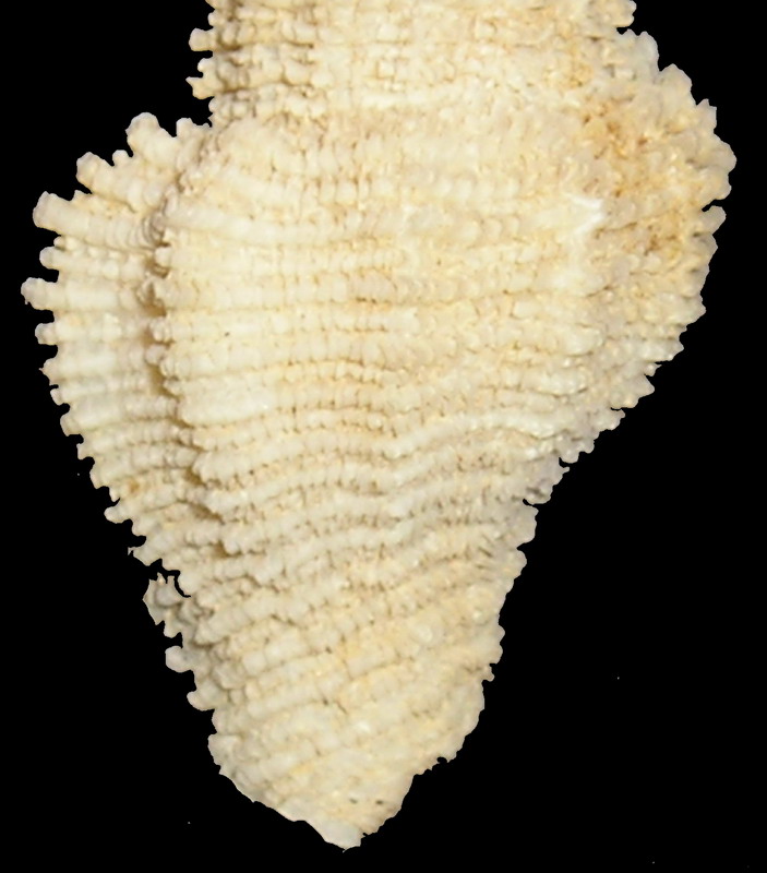 Coralliophila basileus